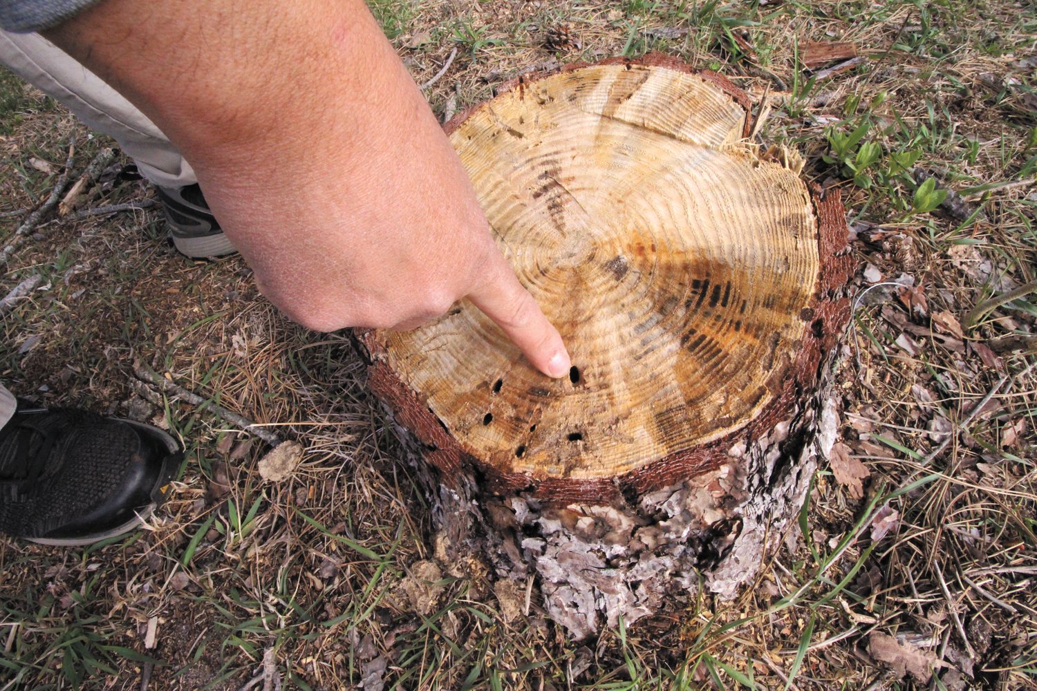 RING OF DEATH: A ring cutting the bark clear of the tree is visible on this dead back pine.